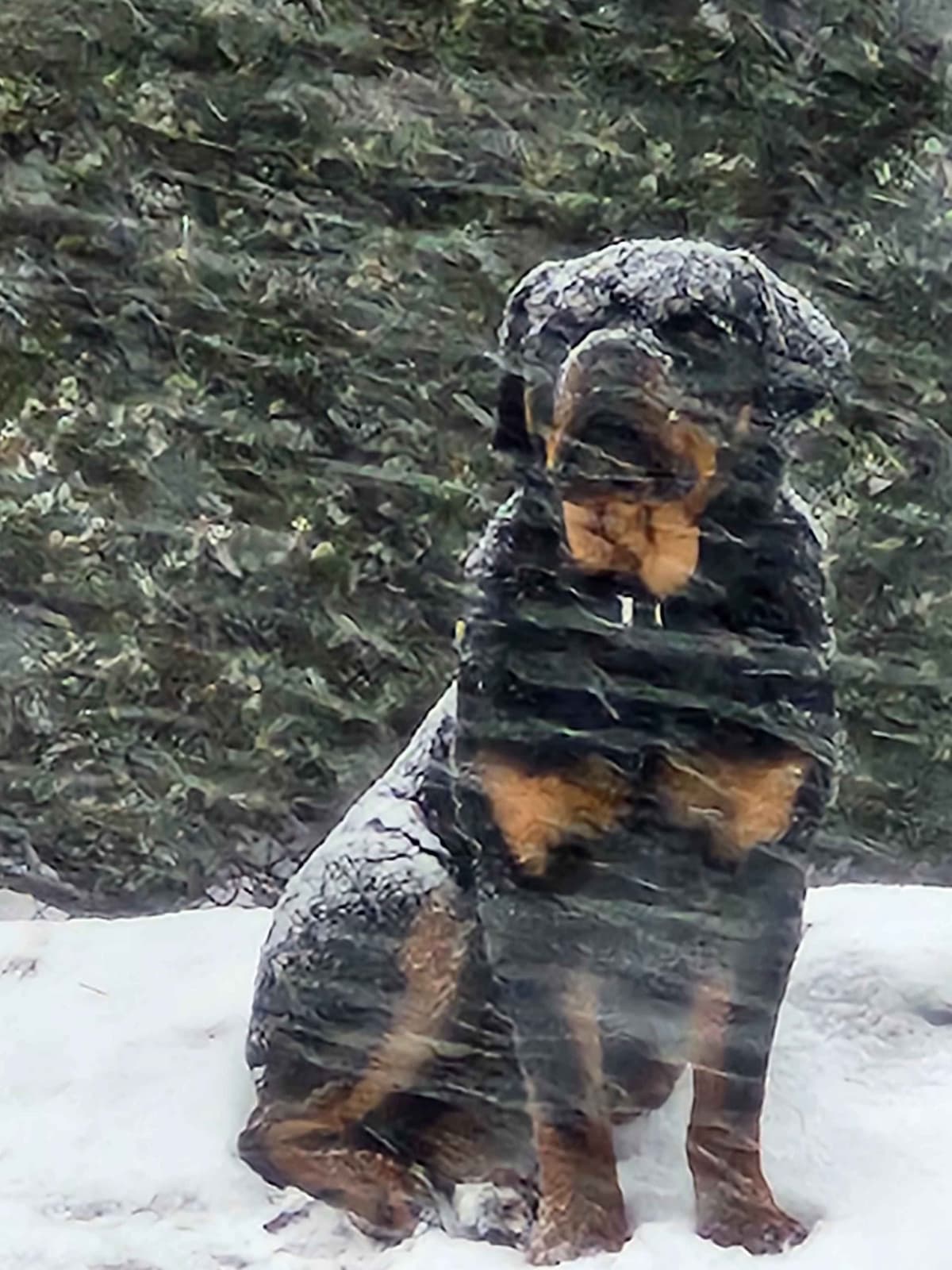Only $1200!  Sire has European Pedigree! breeder image 2