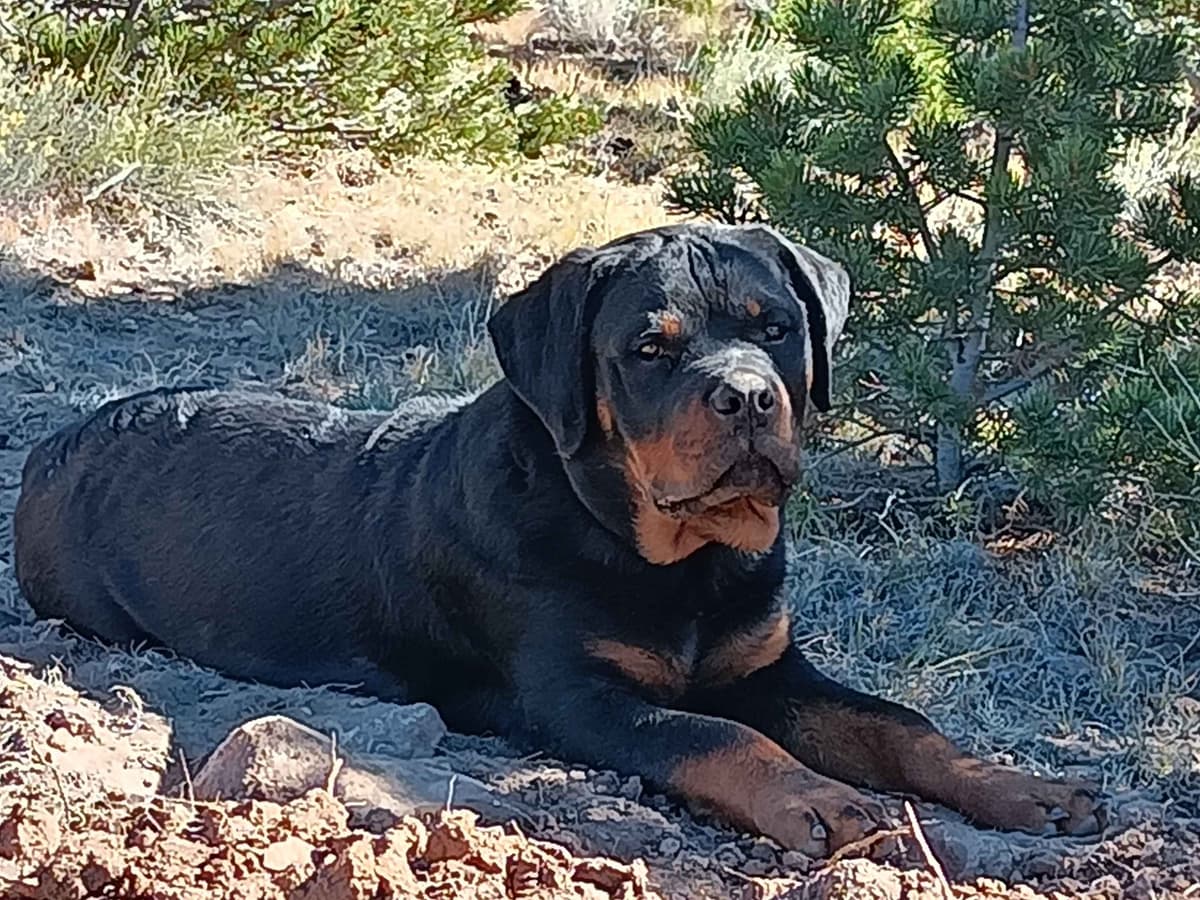 Only $1200!  Sire has European Pedigree! breeder image 1