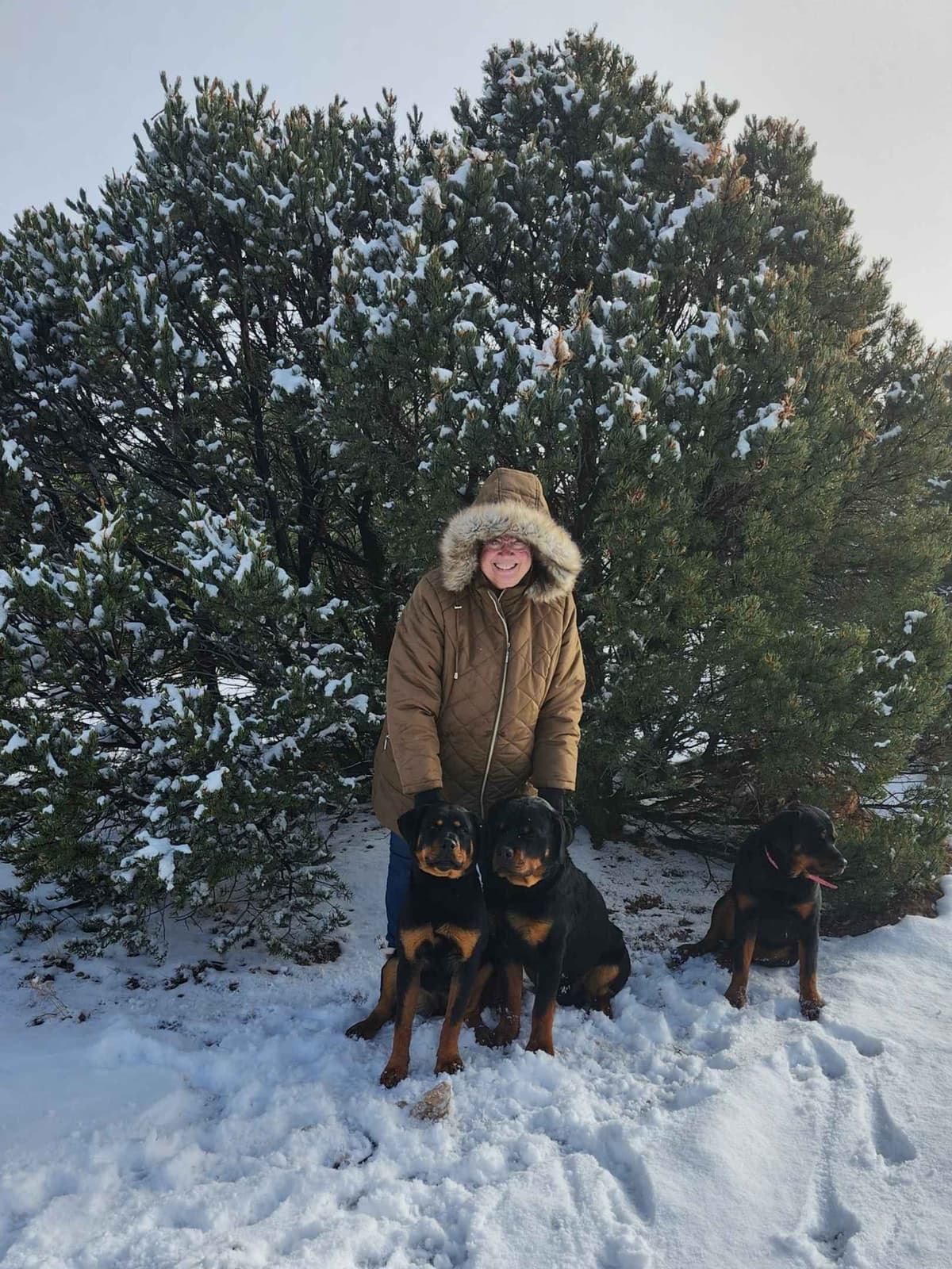 Only $1200!  Sire has European Pedigree! breeder image 5