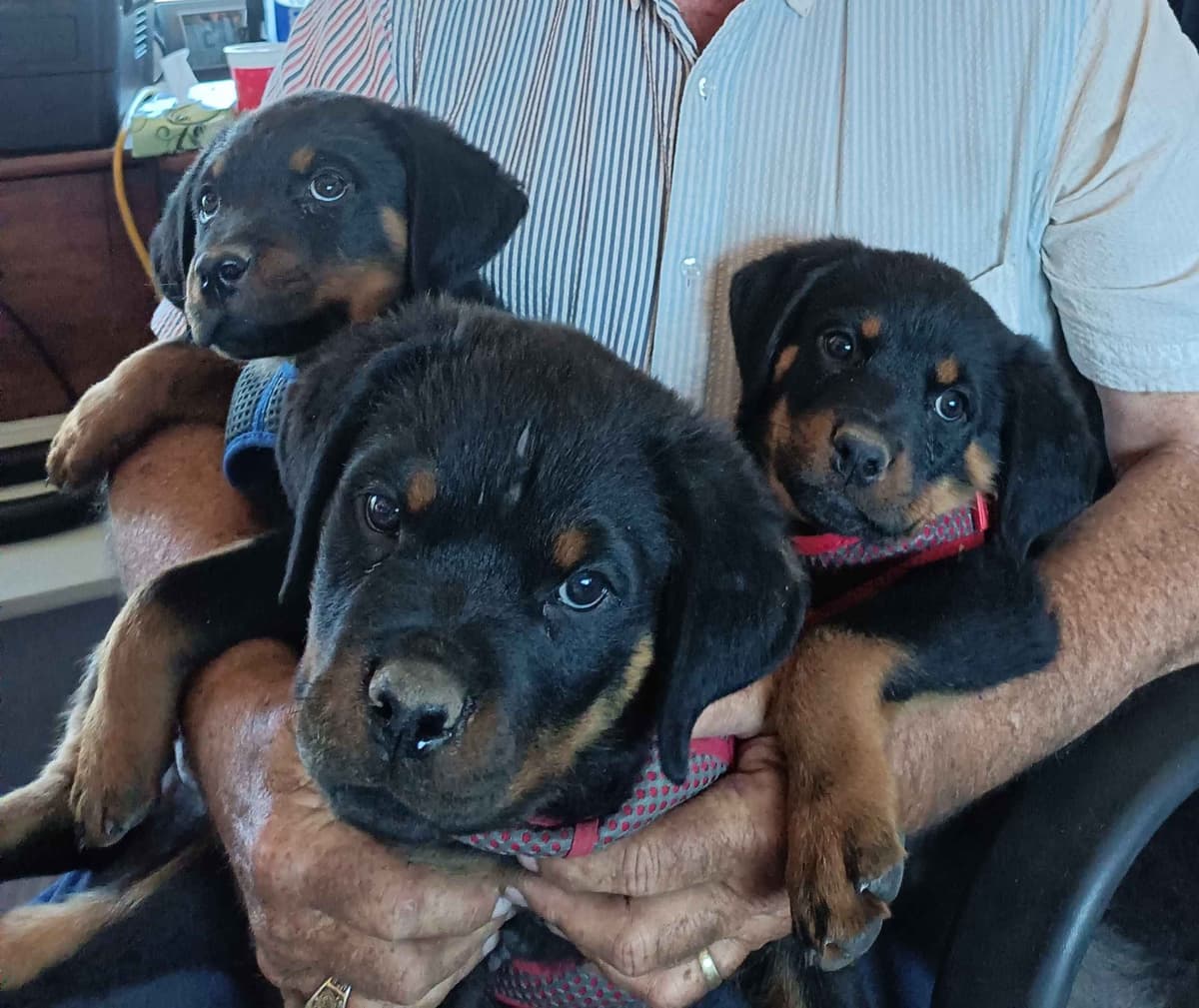 Only $1200!  Sire has European Pedigree! breeder image 6
