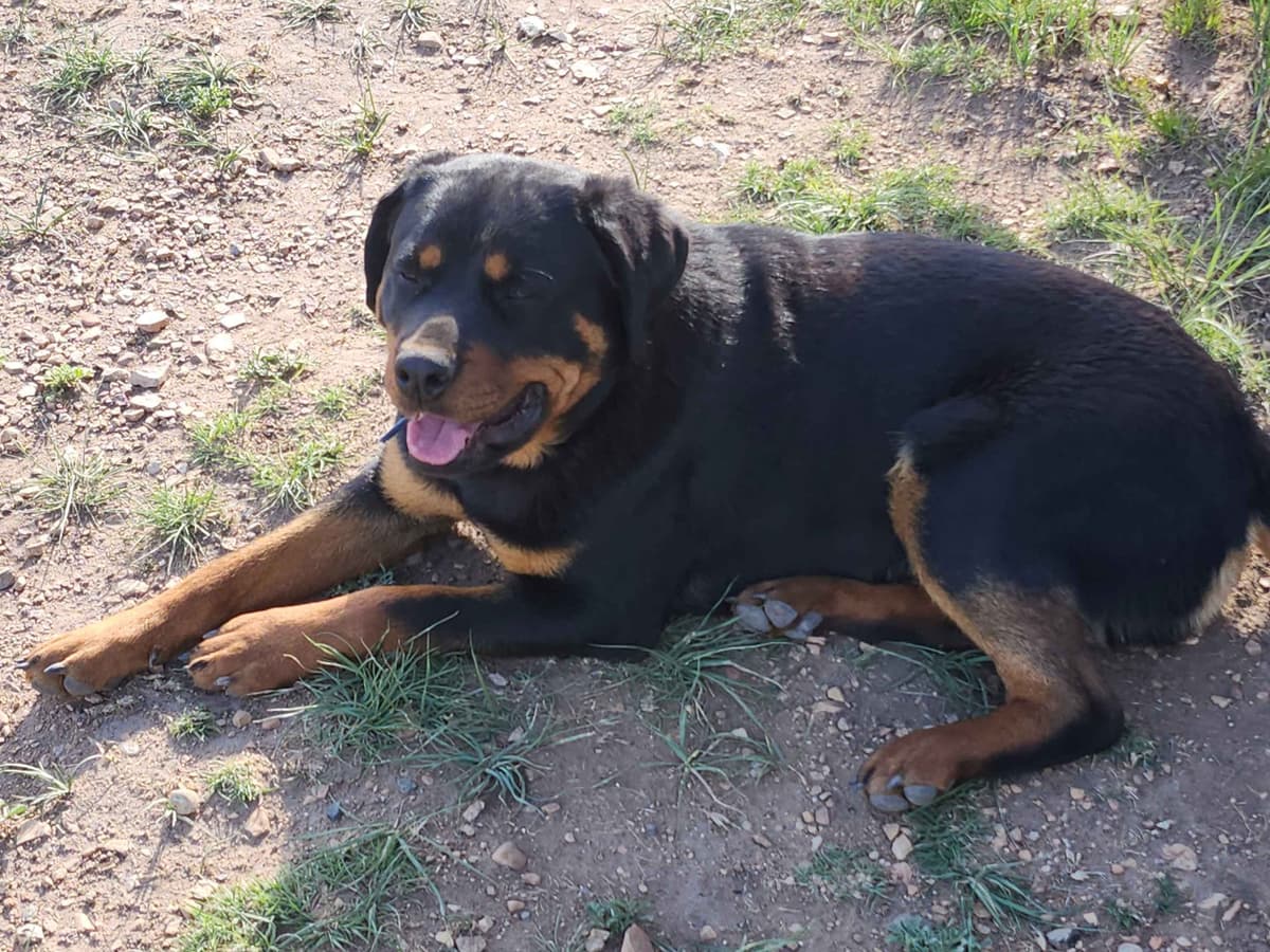 Only $1200!  Sire has European Pedigree! breeder image 4
