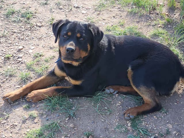 Only $1200!  Sire has European Pedigree! media 10