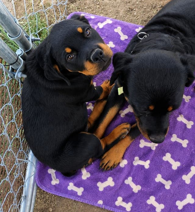 Only $1200!  Sire has European Pedigree! media 4