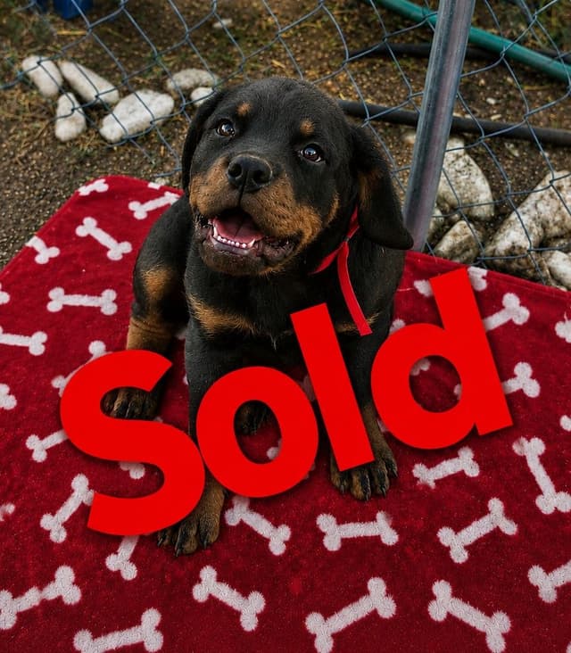 Only $1200!  Sire has European Pedigree! media 11
