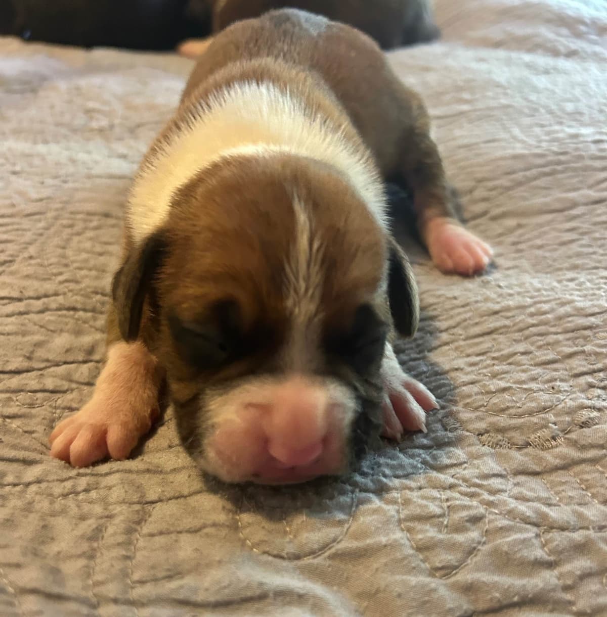 Boxer Puppies breeder image 4