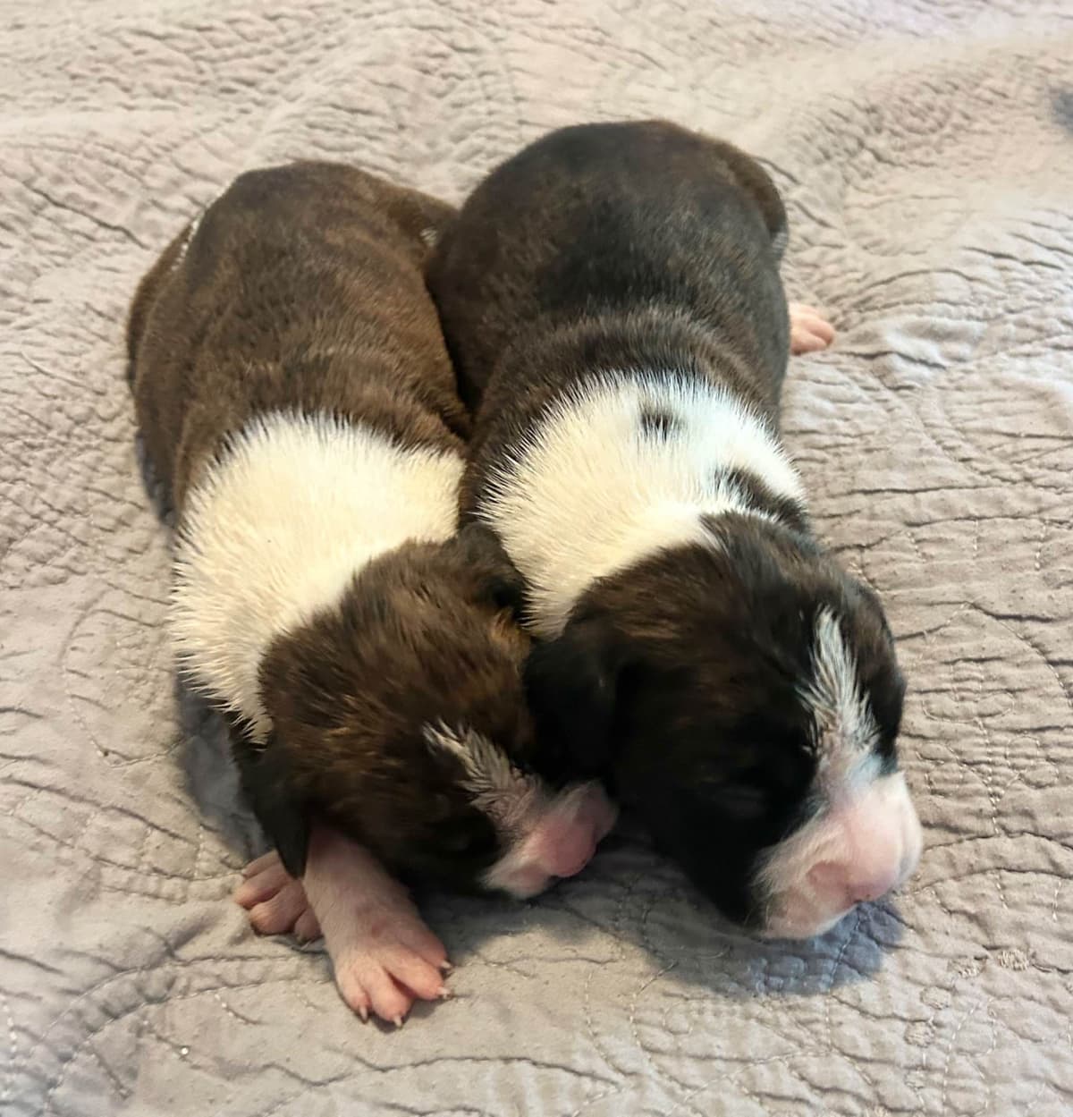 Boxer Puppies breeder image 1