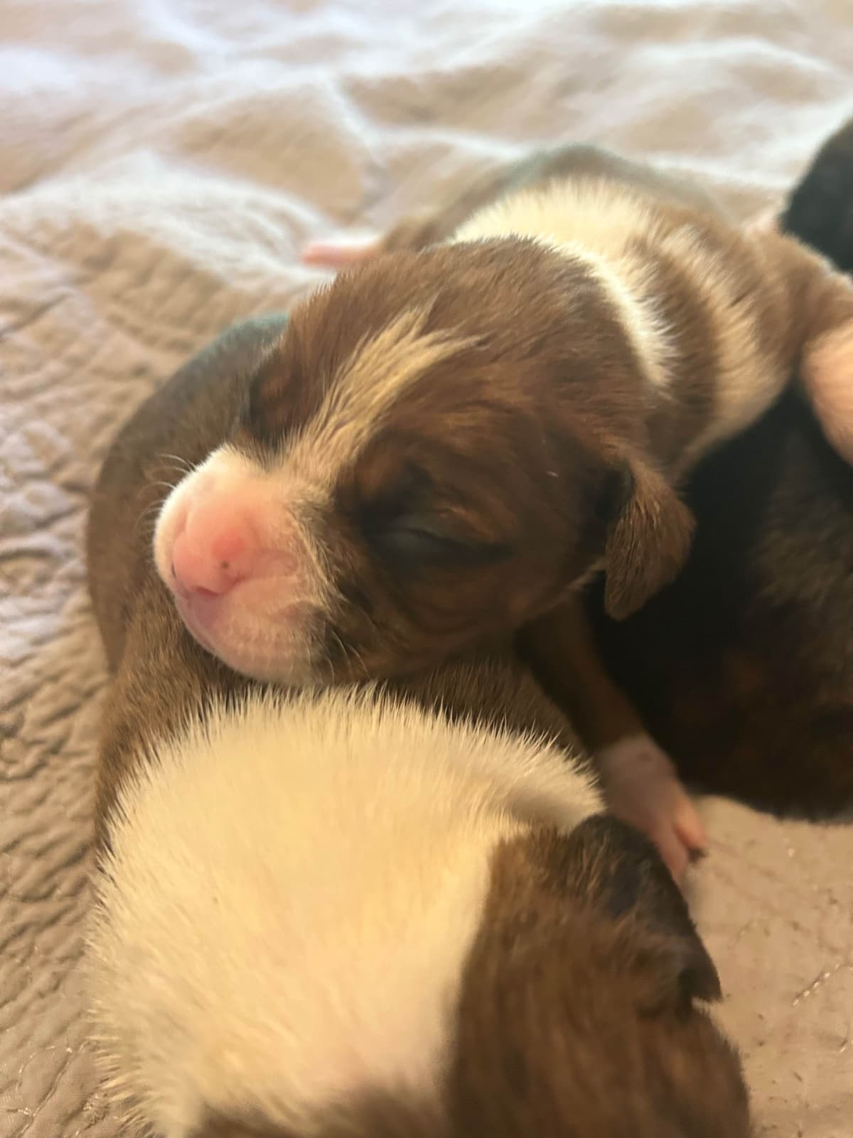 Boxer Puppies breeder image 8
