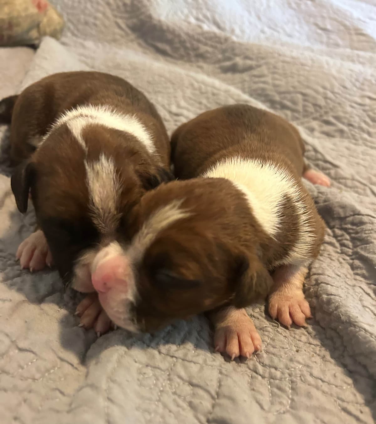 Boxer Puppies breeder image 6