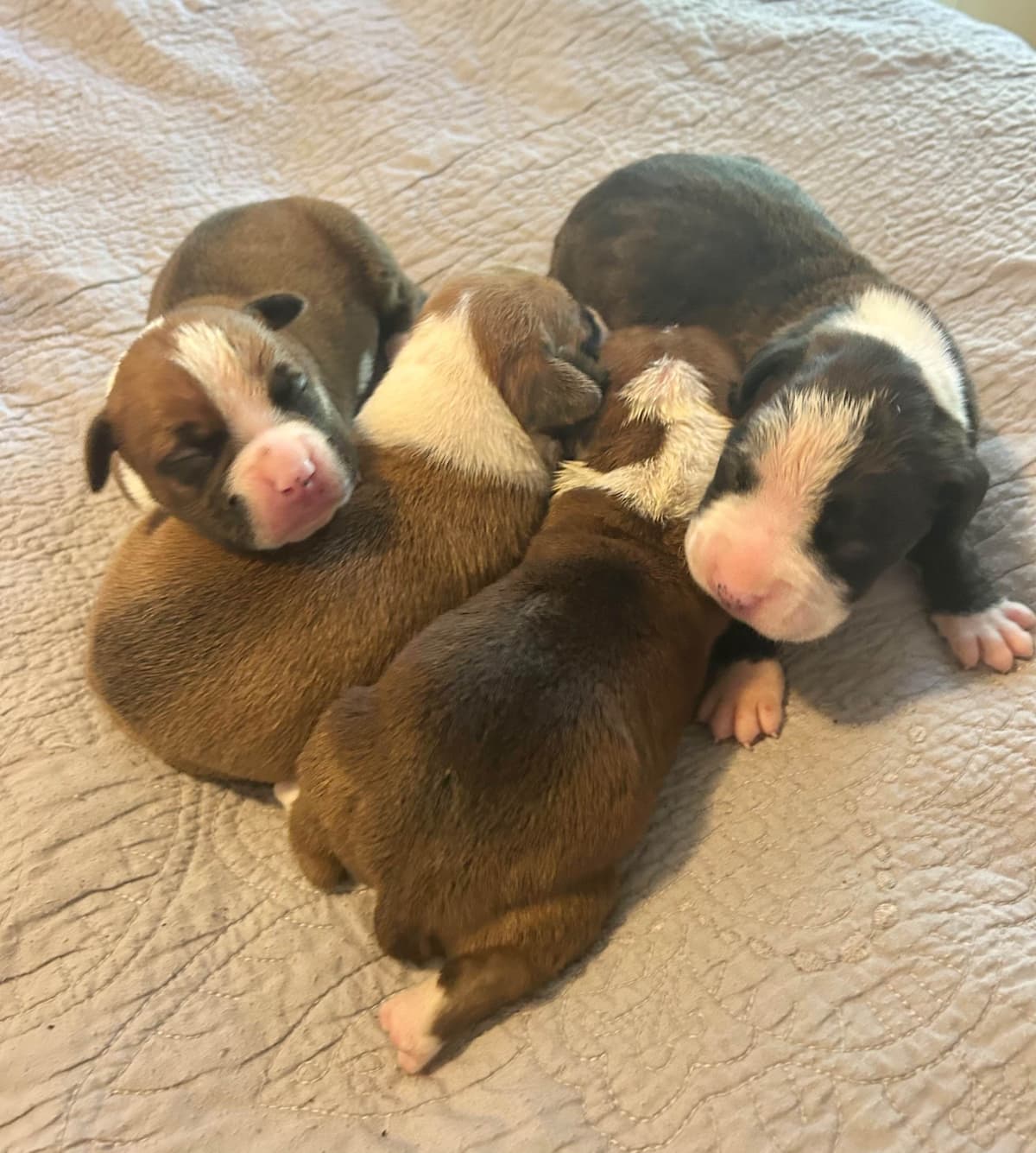 Boxer Puppies breeder image 5
