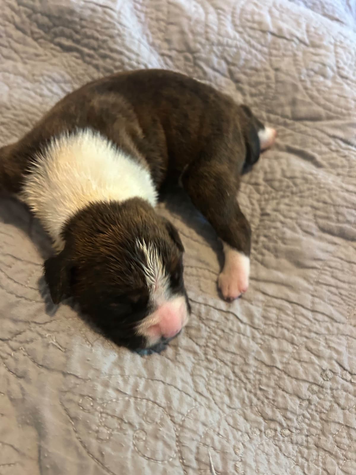 Boxer Puppies breeder image 9