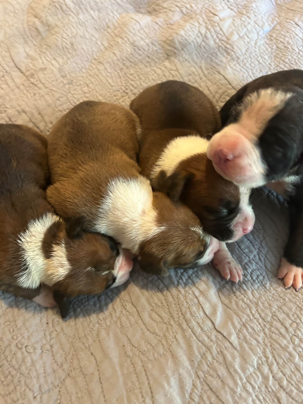 Boxer Puppies breeder image 17
