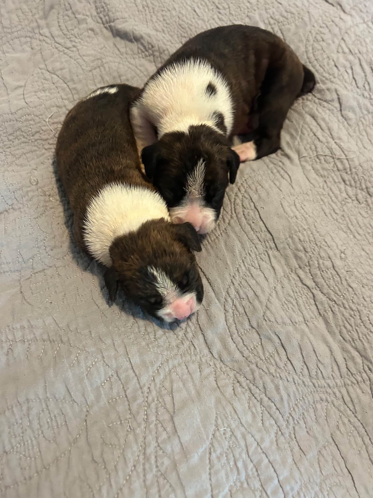 Boxer Puppies breeder image 11