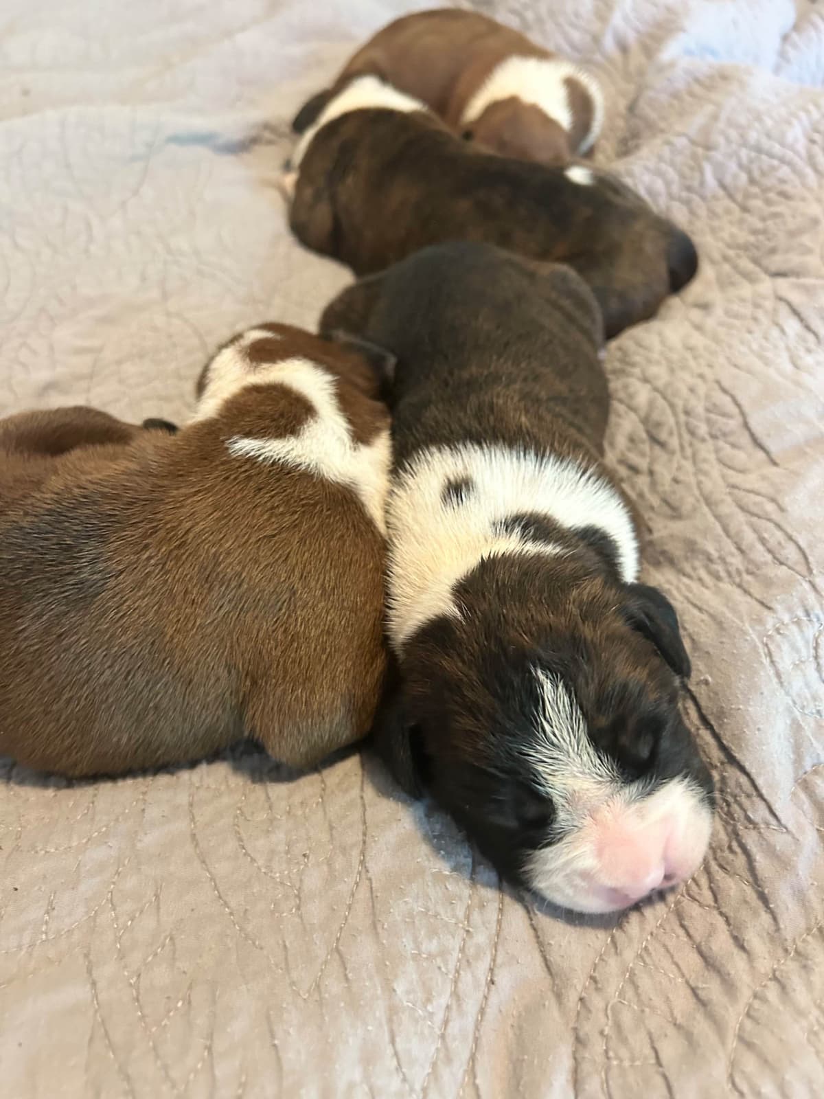 Boxer Puppies breeder image 10