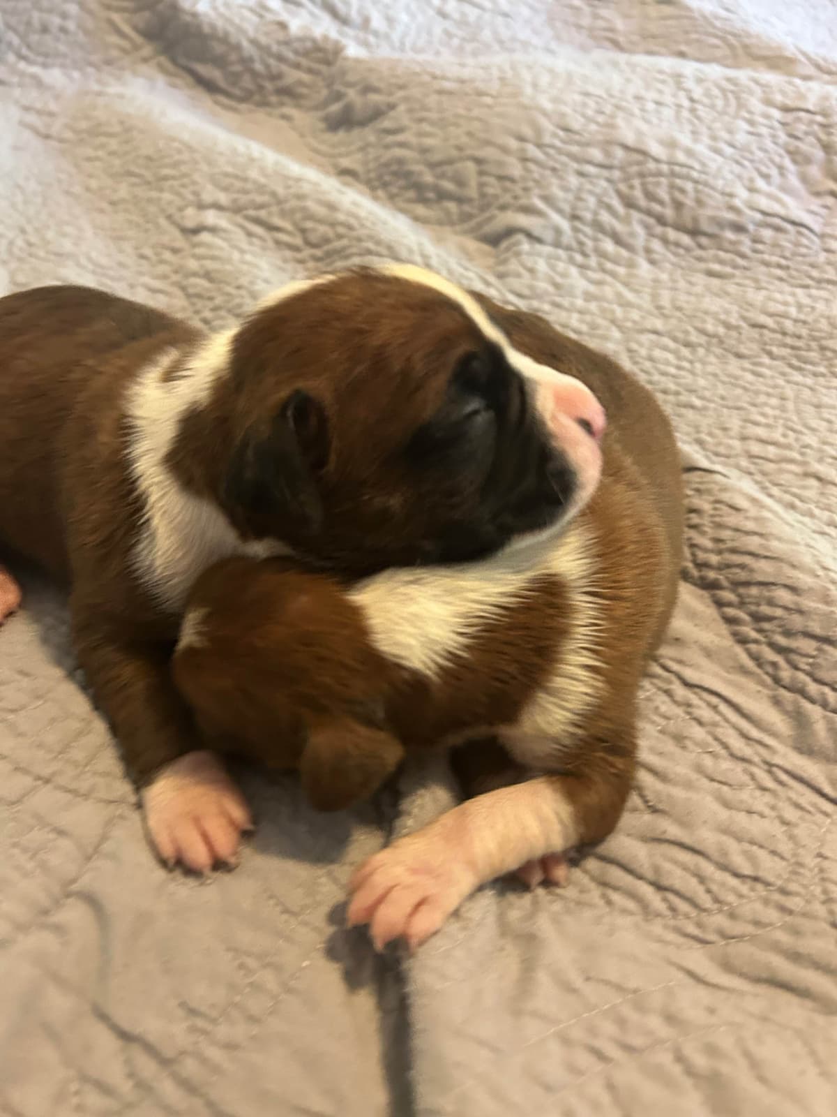 Boxer Puppies breeder image 14