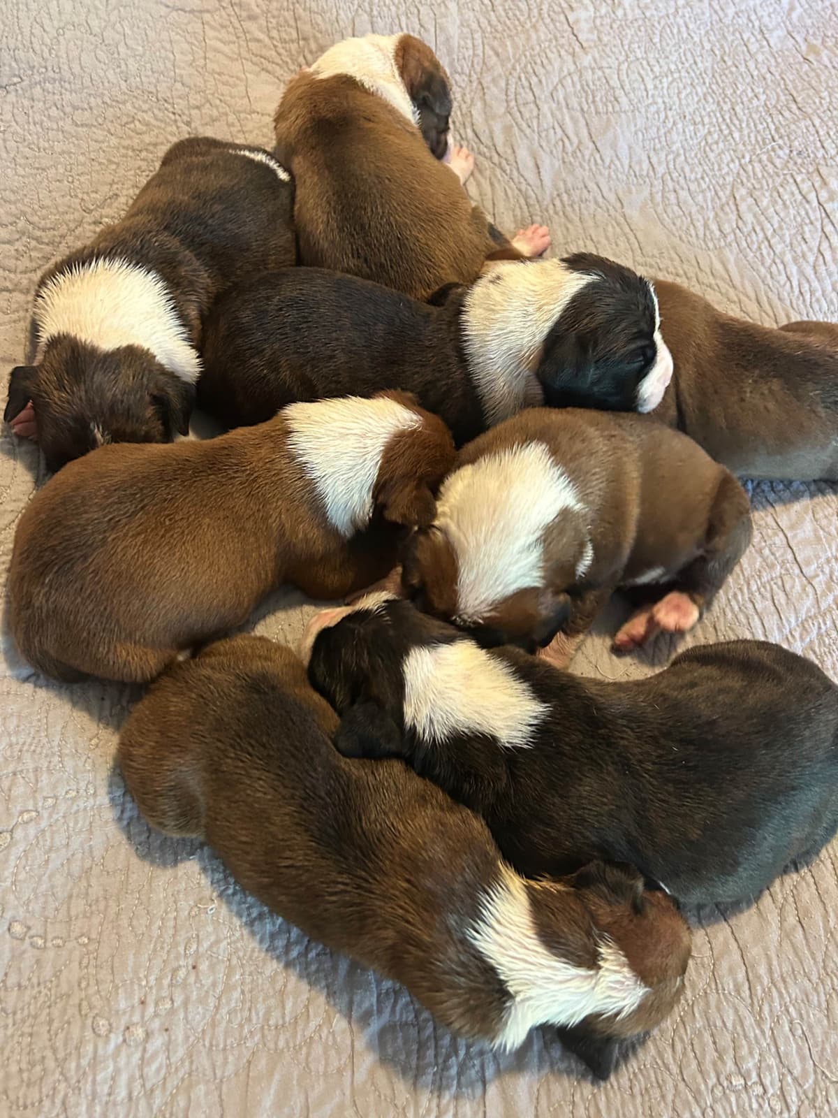 Boxer Puppies breeder image 15