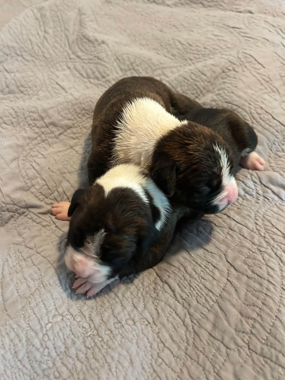 Boxer Puppies breeder image 12