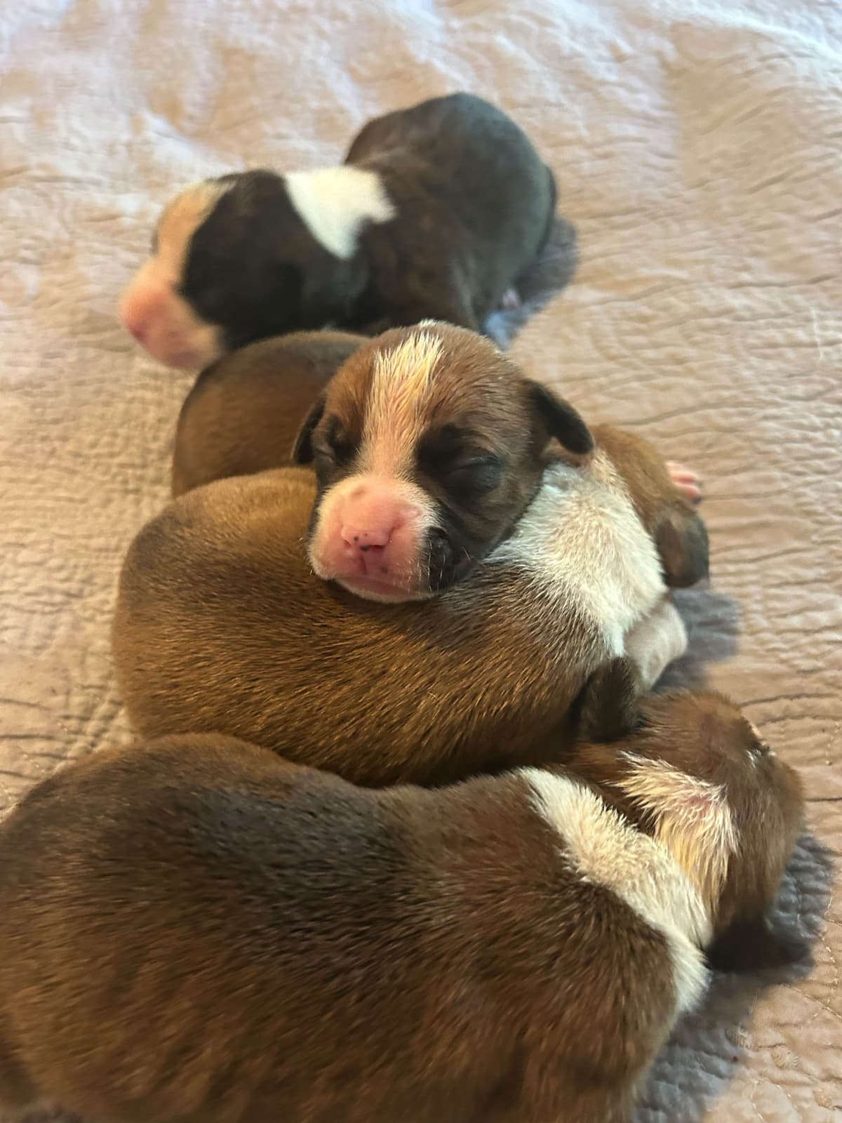 Boxer Puppies breeder image 19