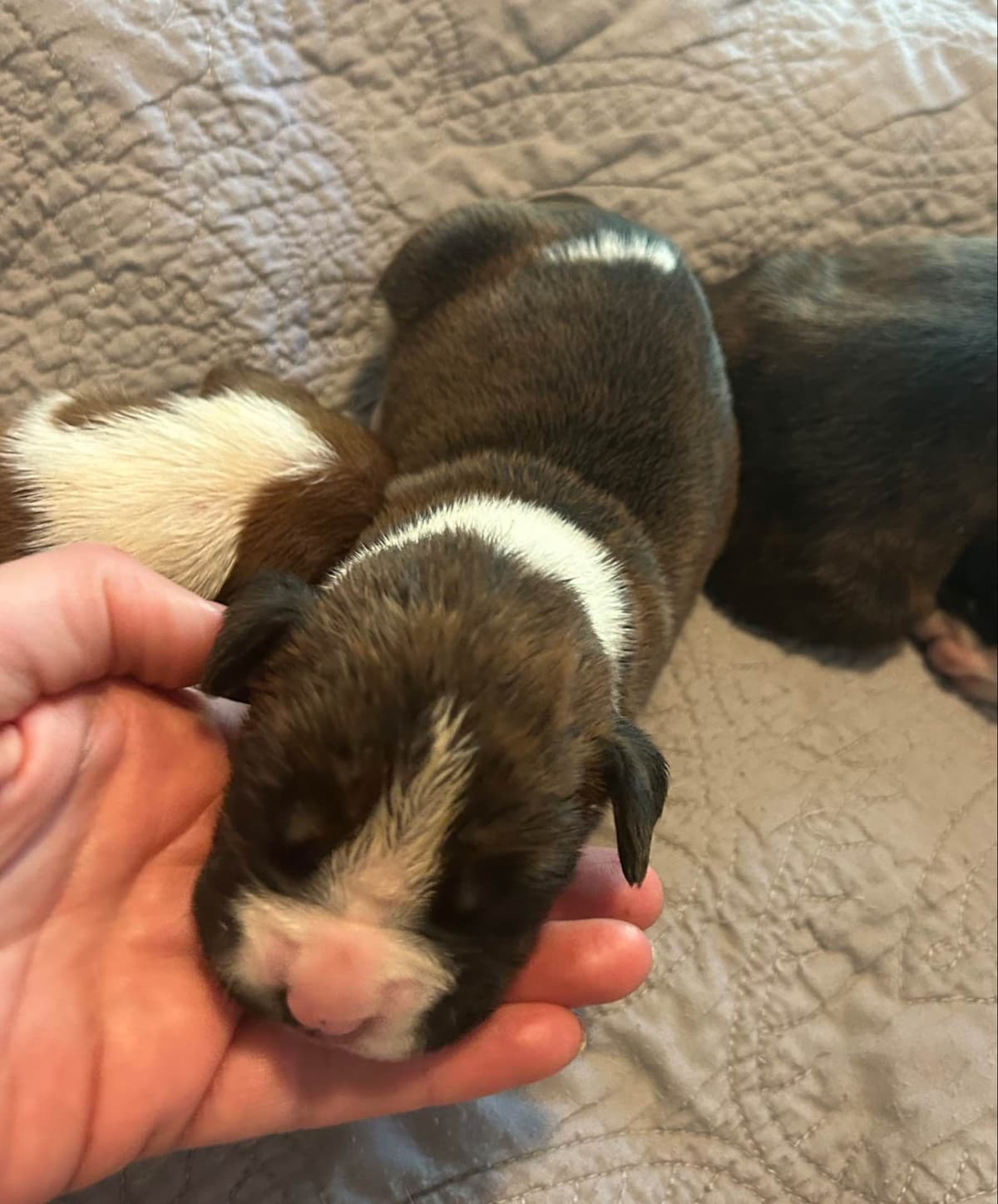 Boxer Puppies breeder image 18