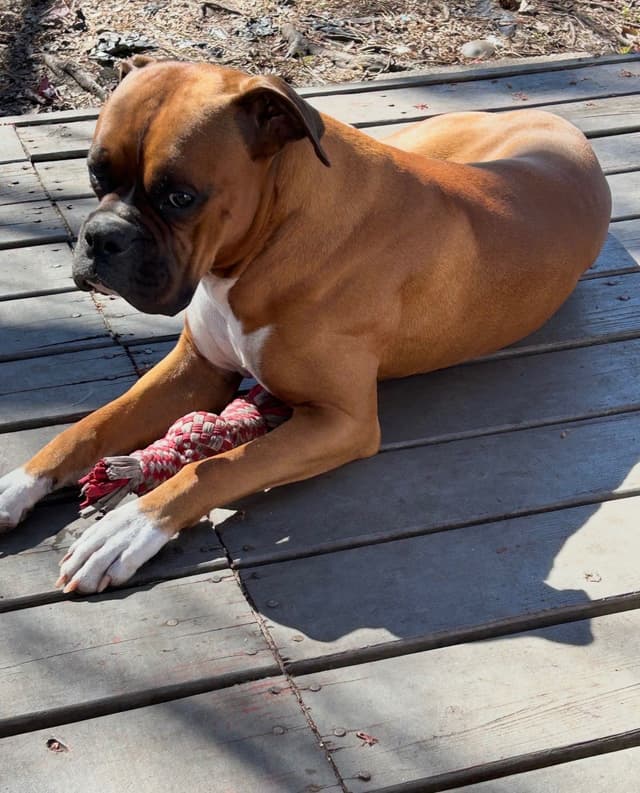Boxer Puppies media 27