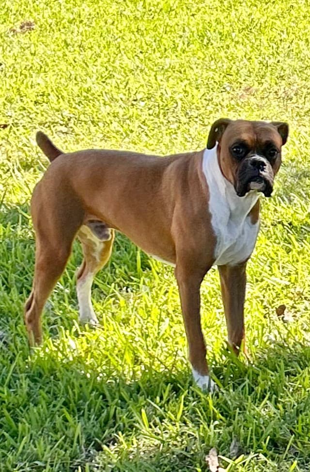 Boxer Puppies media 28