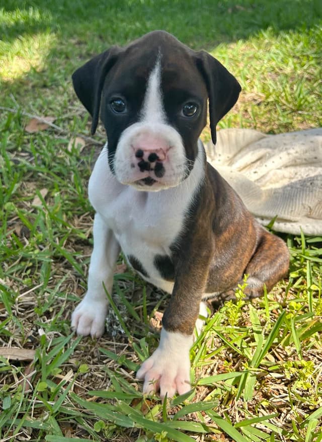Boxer Puppies media 6