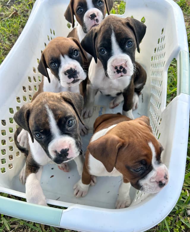Boxer Puppies media 20