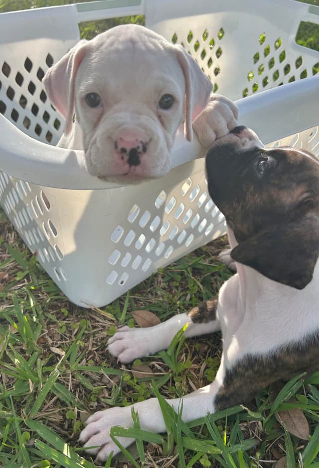 Boxer Puppies media 22