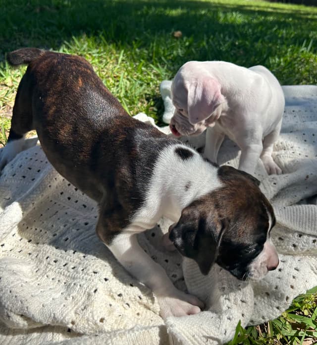 Boxer Puppies media 21