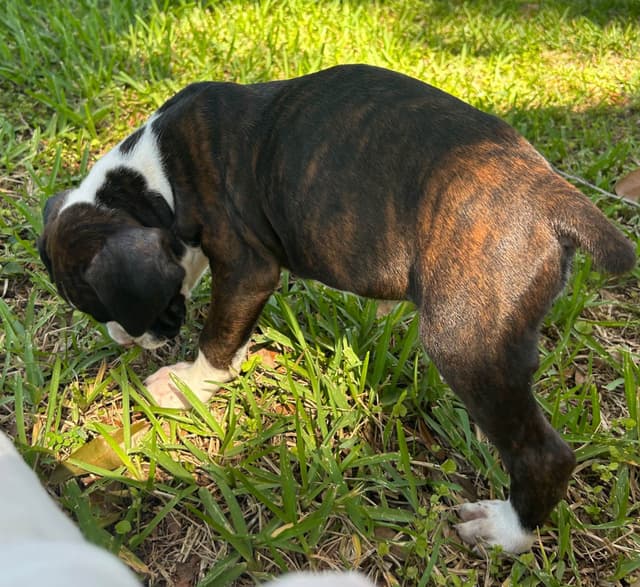 Boxer Puppies media 25