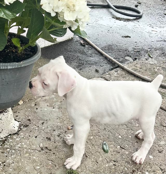Boxer Puppies media 11