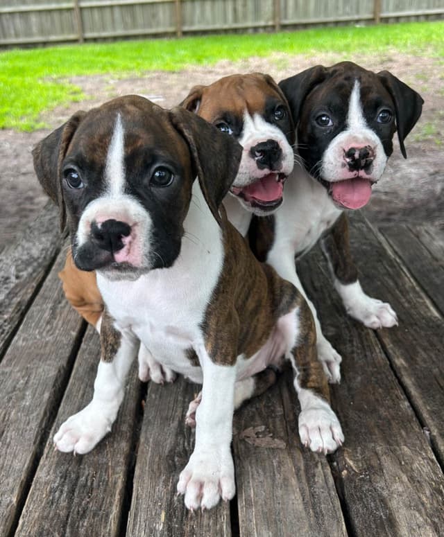 Boxer Puppies media 19