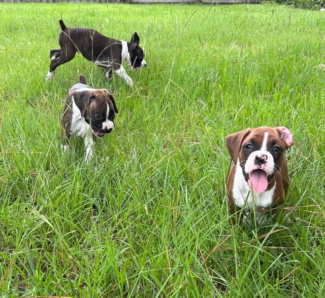 Boxer Puppies media 16