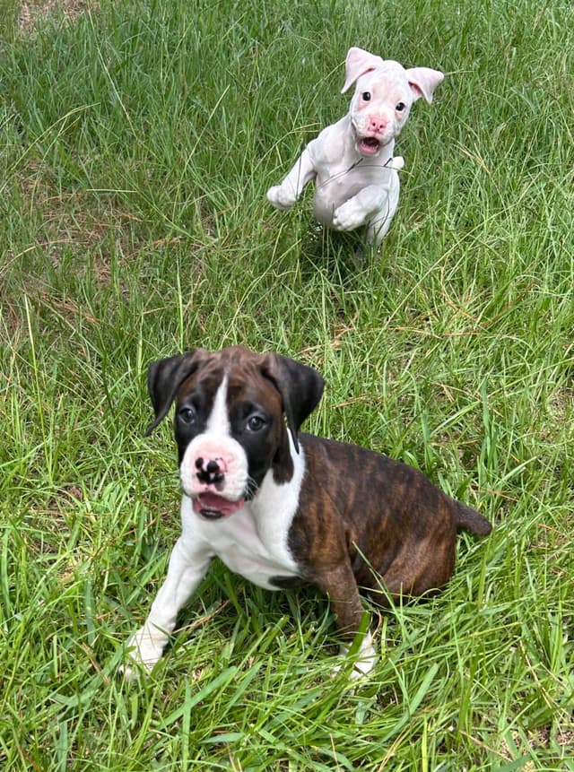 Boxer Puppies media 12