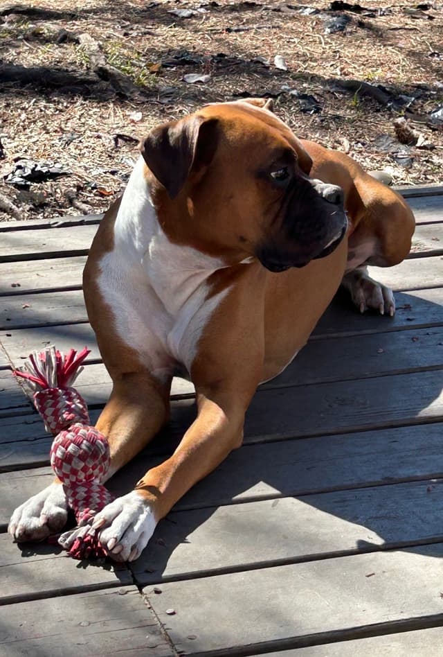 Boxer Puppies media 26