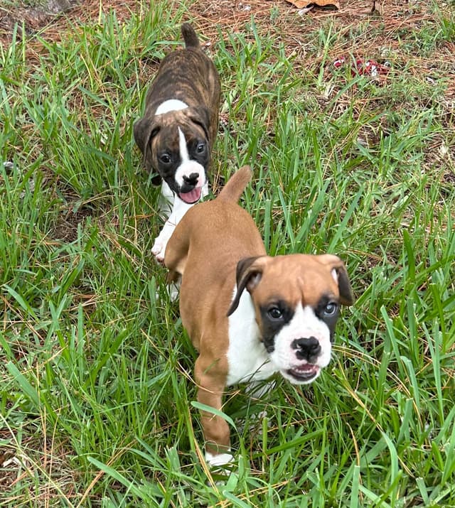 Boxer Puppies media 23