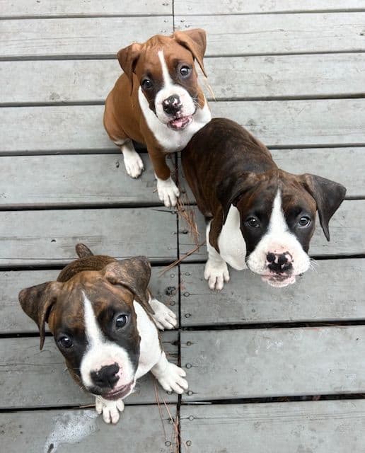 Boxer Puppies media 15