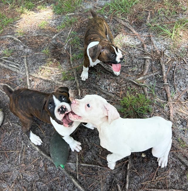 Boxer Puppies media 10