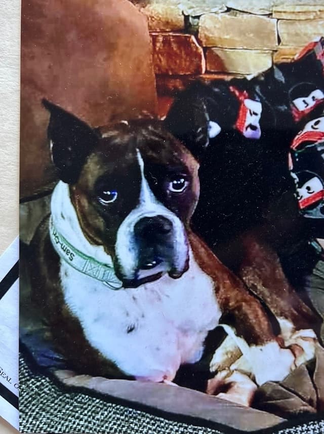 Boxer Puppies media 30