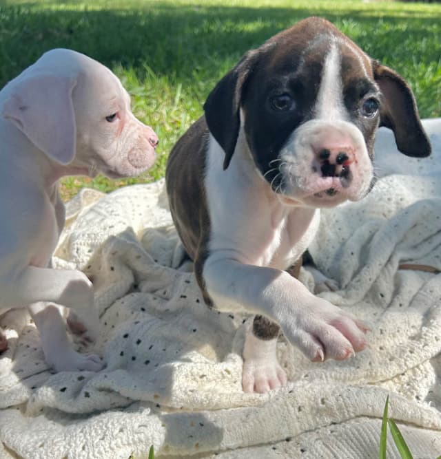 Boxer Puppies media 18