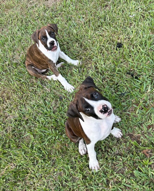 Boxer Puppies media 2