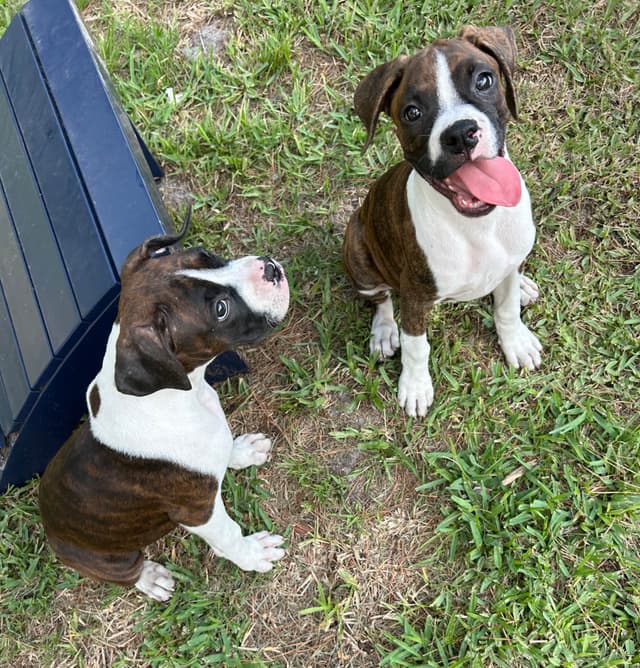 Boxer Puppies media 3
