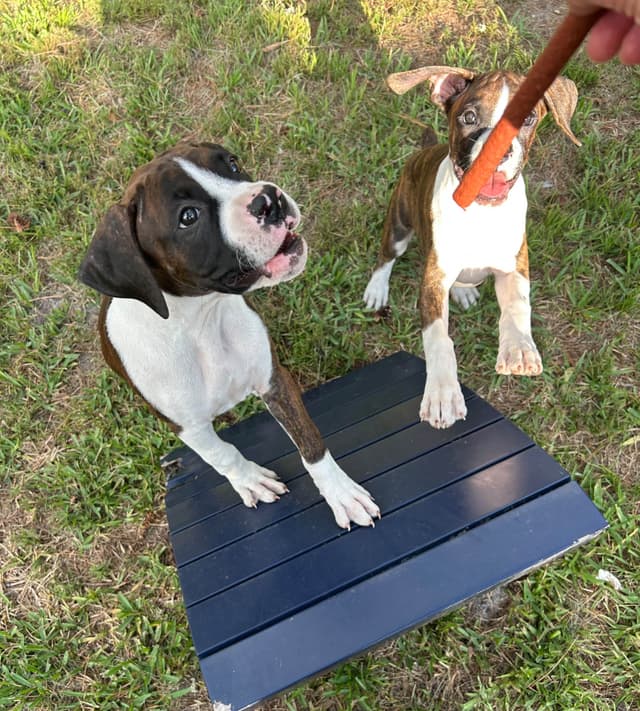 Boxer Puppies media 8