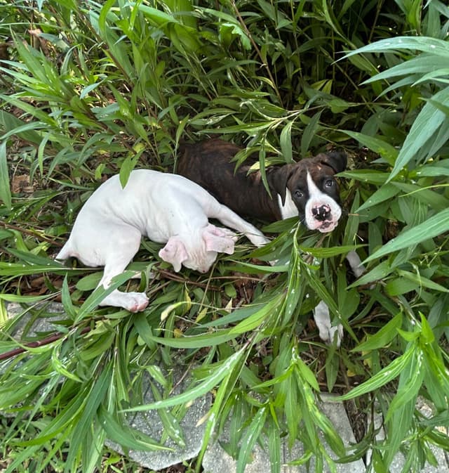 Boxer Puppies media 9