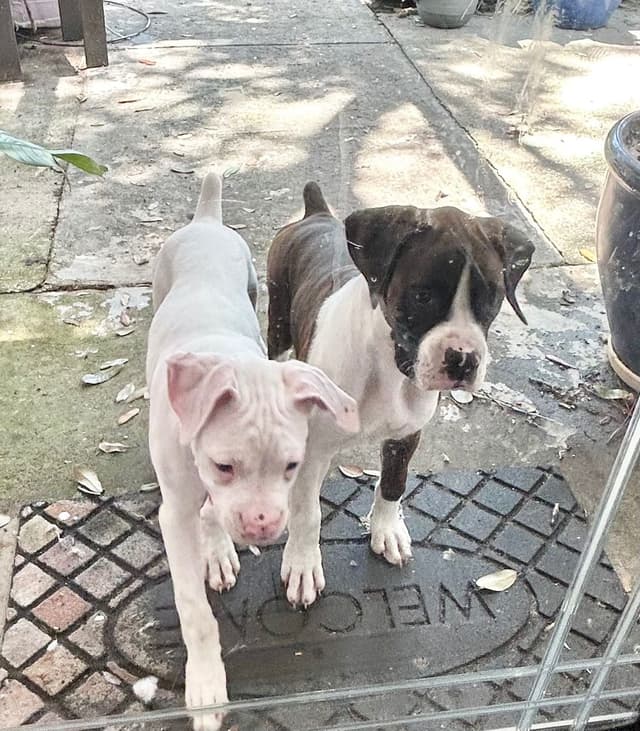 Boxer Puppies media 17