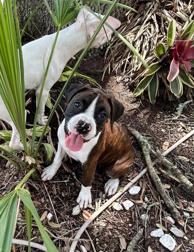 Boxer Puppies media 13