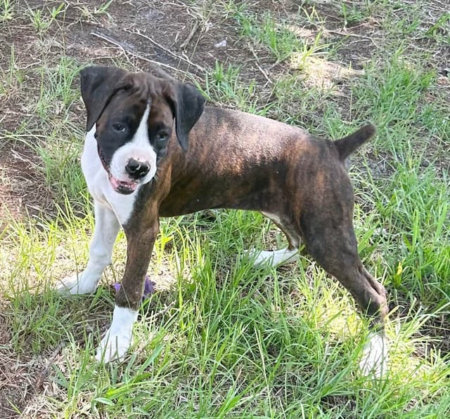 Boxer Puppies media 4