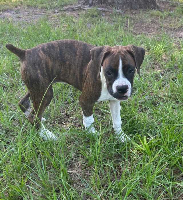 Boxer Puppies media 5