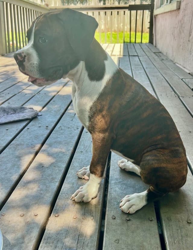 Boxer Puppies media 14