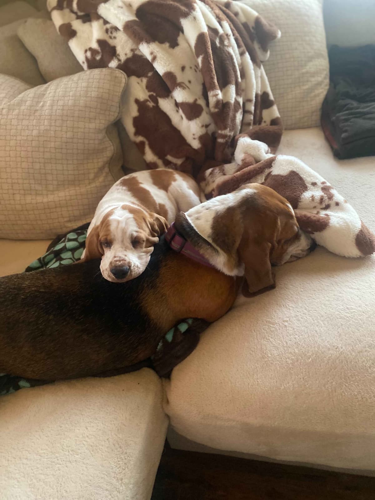 Basset Hound Puppies-1 male available (Willie) breeder image 1