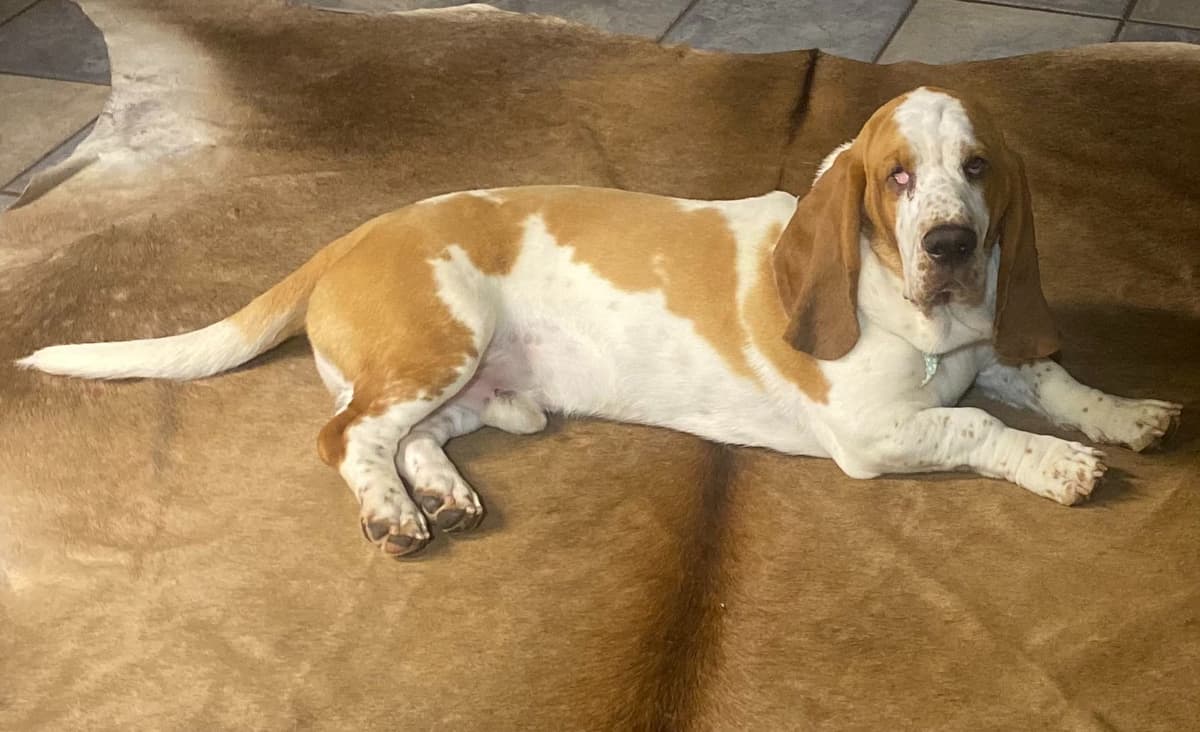 Basset Hound Puppies-1 male available (Willie) breeder image 2